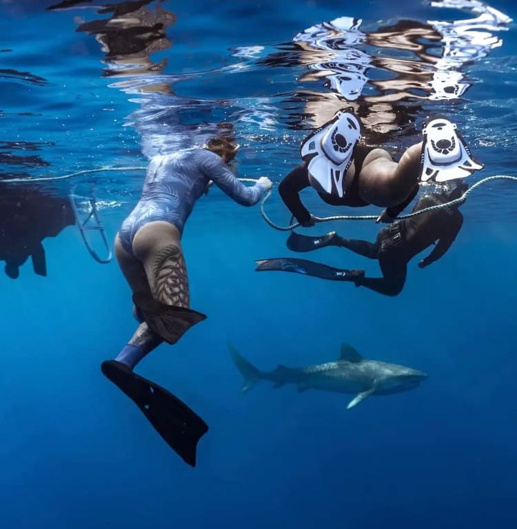 Go Adventure Hawaii - Pelagic Shark Dive